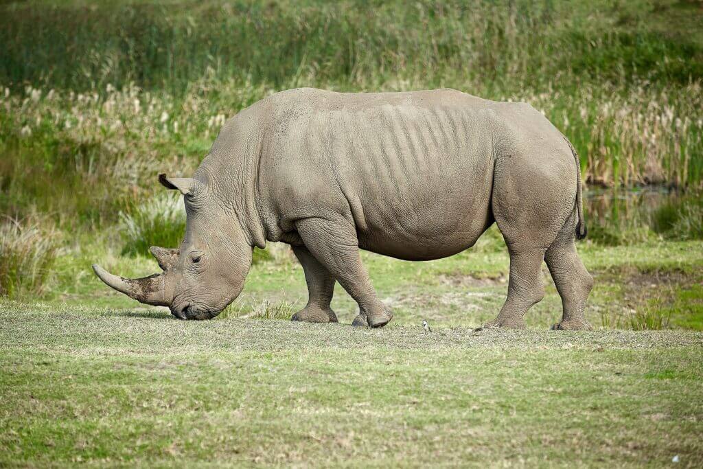 Shot Placement On Rhinoceros