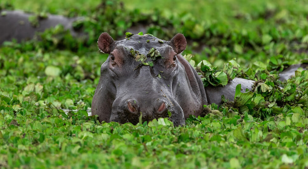 Shot Placement On Hippopotamus