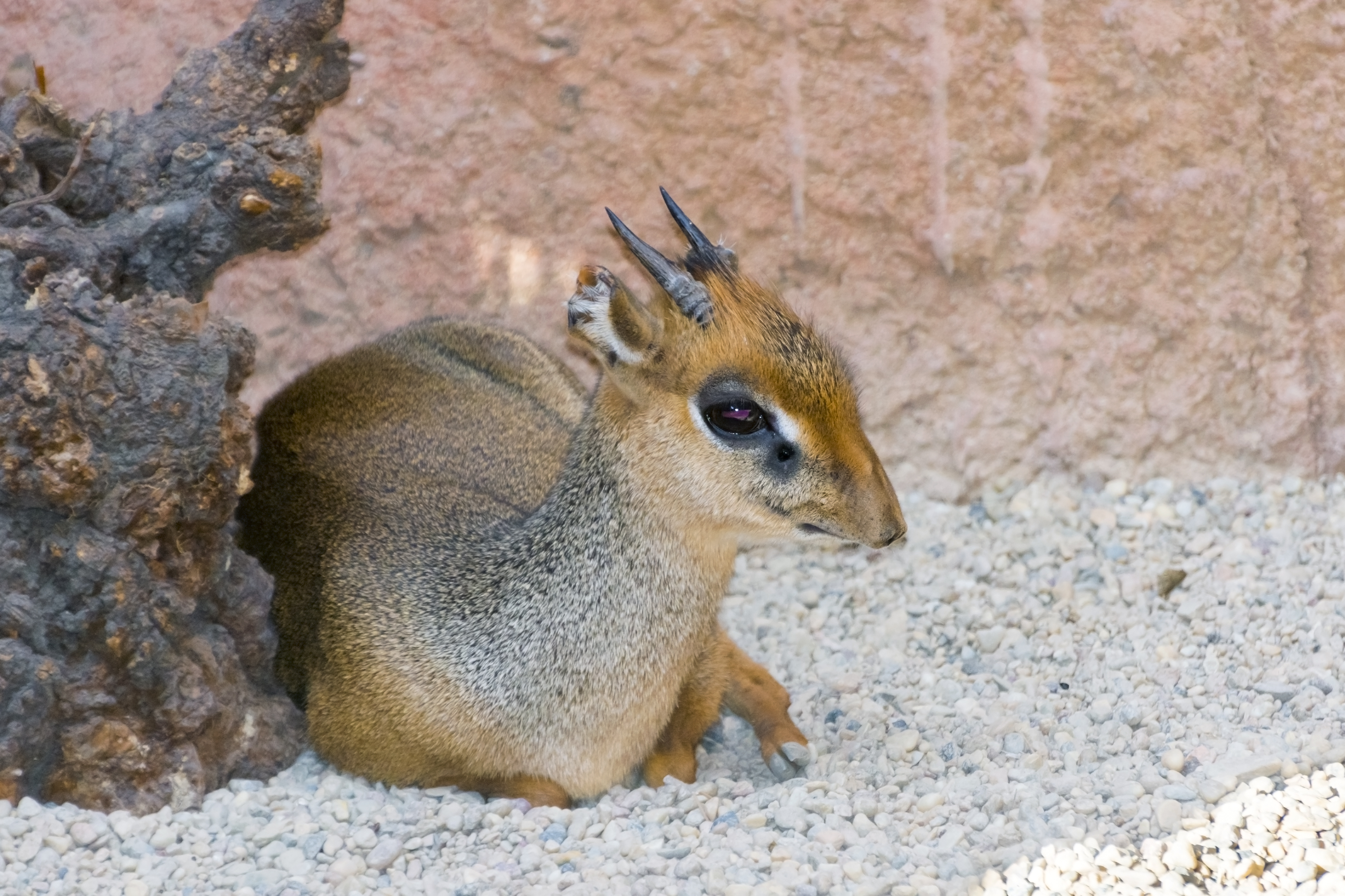 Hunting The Salt’s Dik-Dik On Ethiopian Safaris