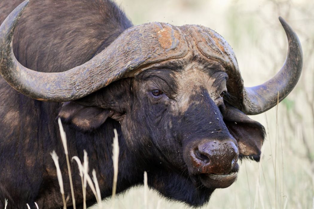 Budget African Safari Adventure
