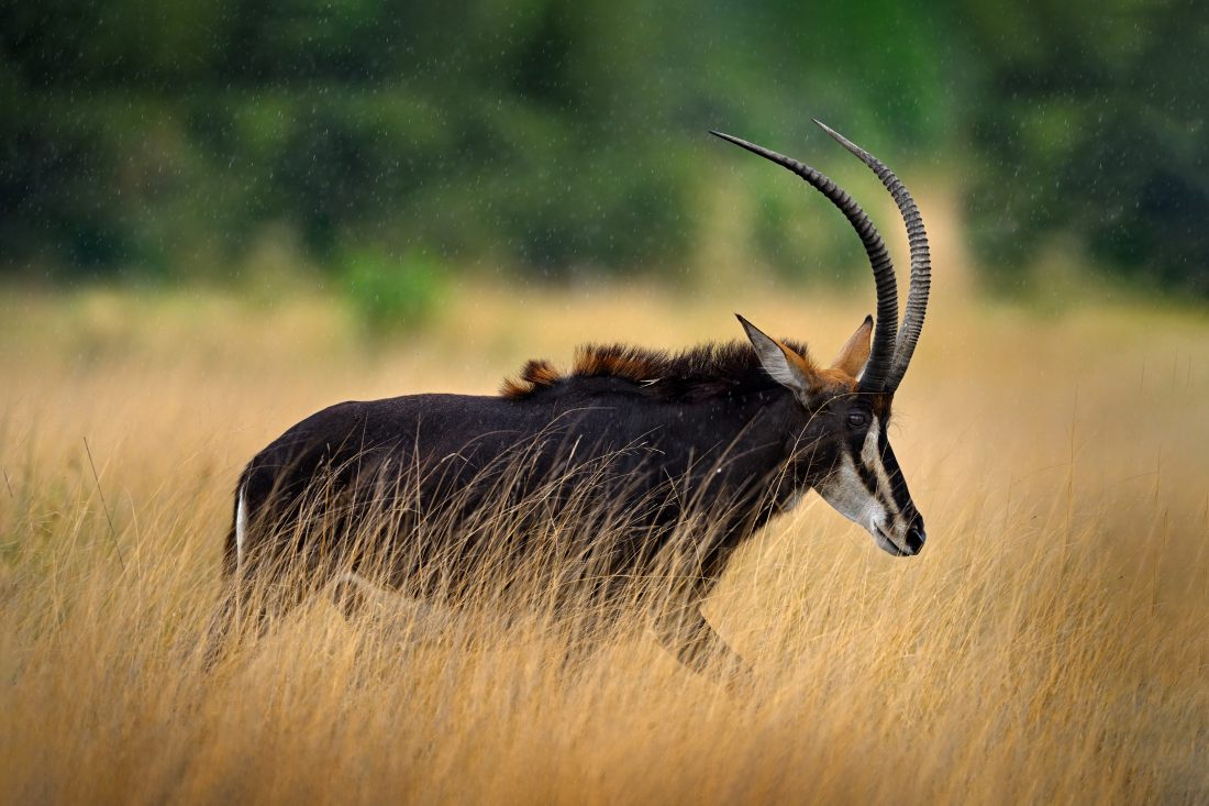 Hunting In South Africa: Discovering the Limpopo Province