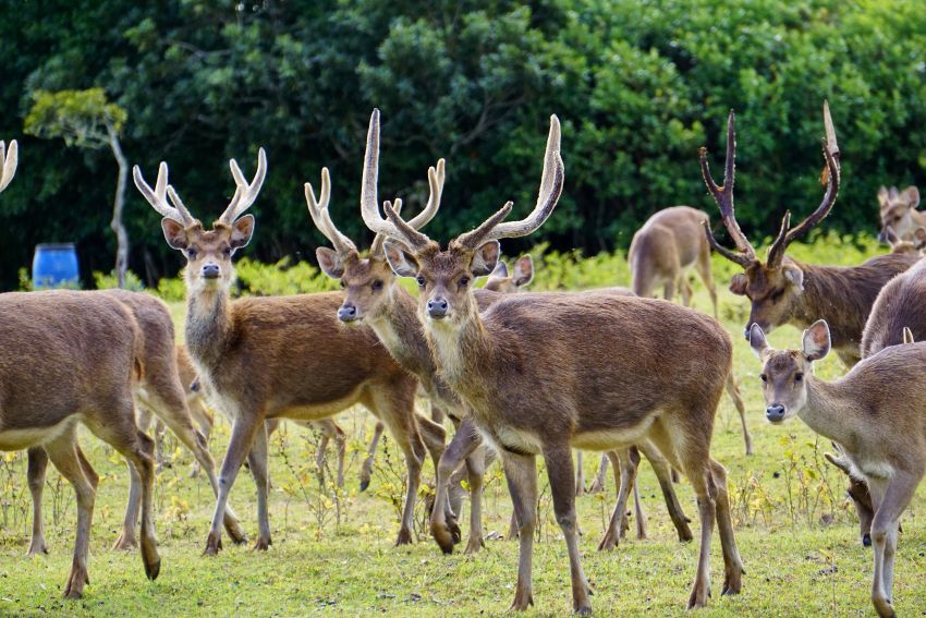 A Rusa Java Rendezvous: Deer Hunting in Mauritius
