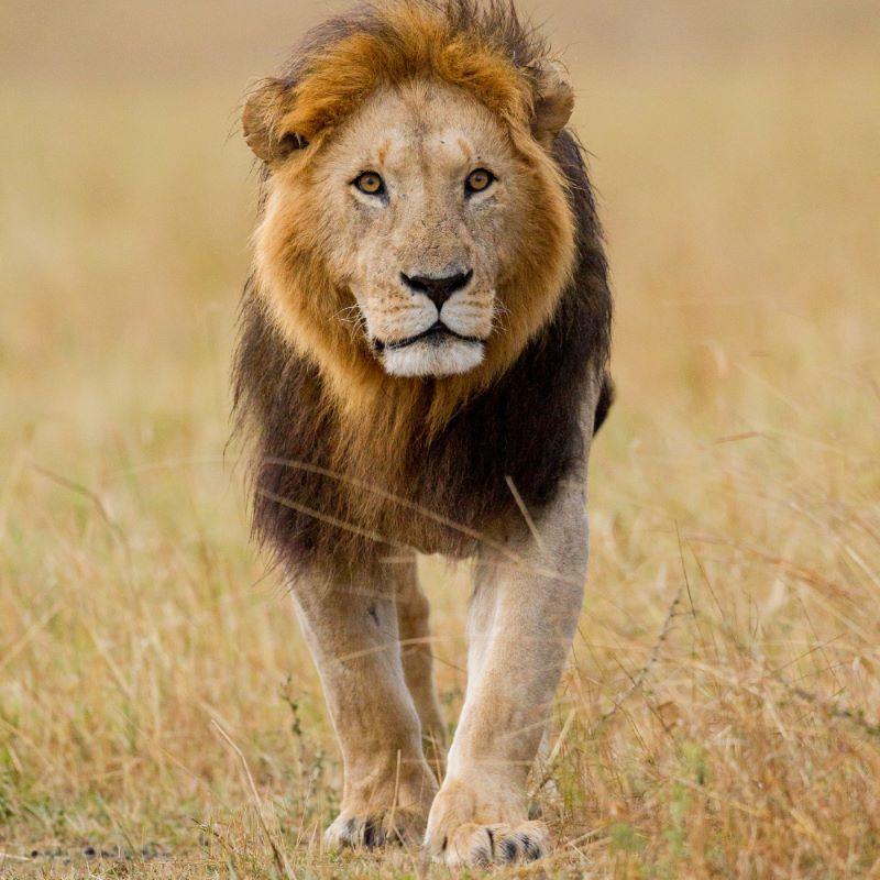 The Best Countries For Lion Hunting Safaris In Africa: Top Destinations For Thrilling Adventures