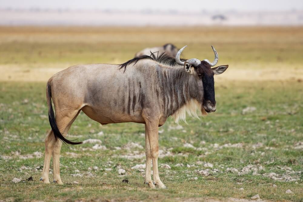 Hunting In Tanzania: Why American Hunters Love Maasailand