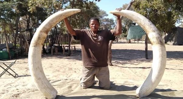 The Role Of Elephant Hunting In Botswana’s Conservation Strategy