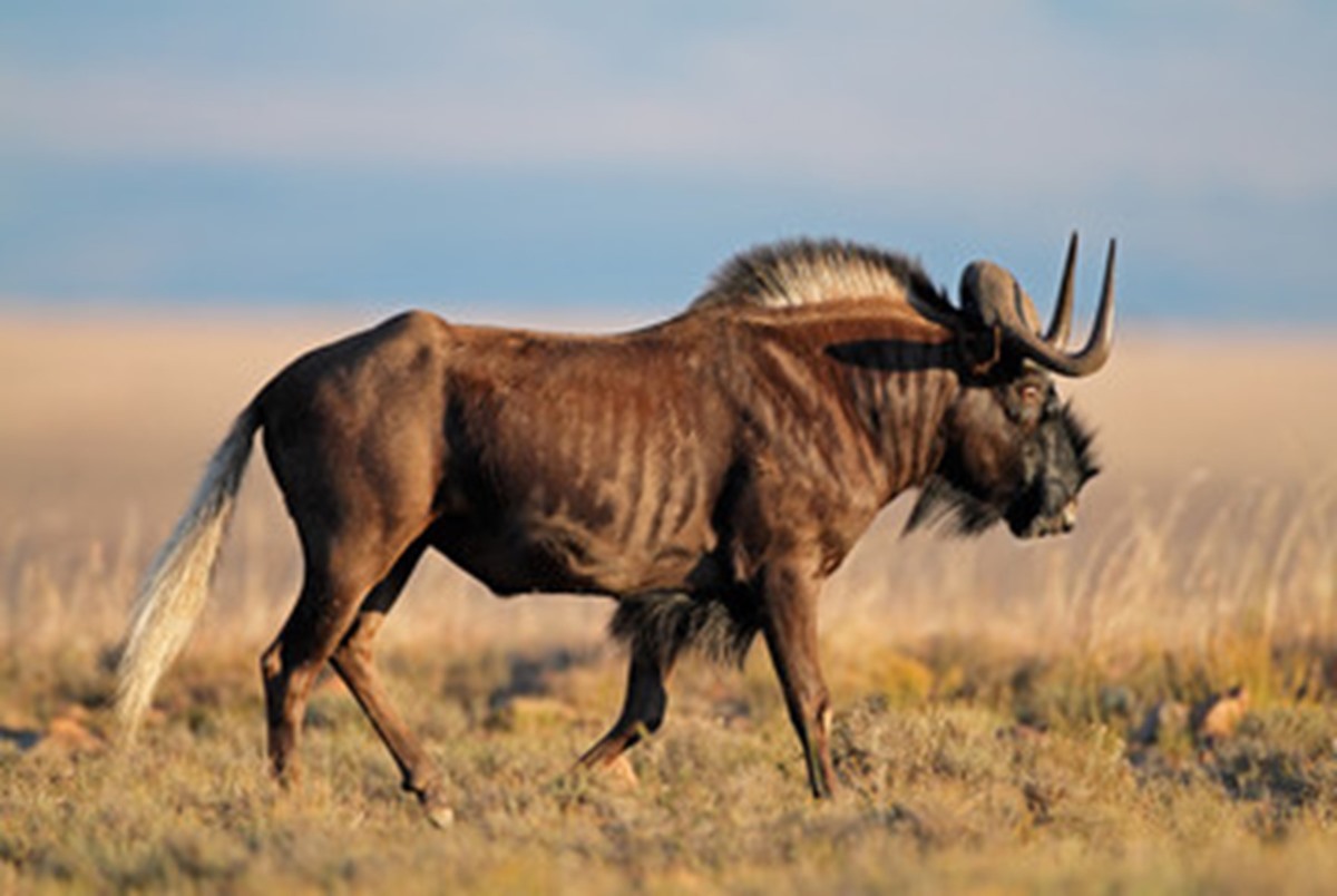 DNA Tracking in Ethical Hunting: Ensuring Trophy Legitimacy in Africa with Game Hunting Safaris