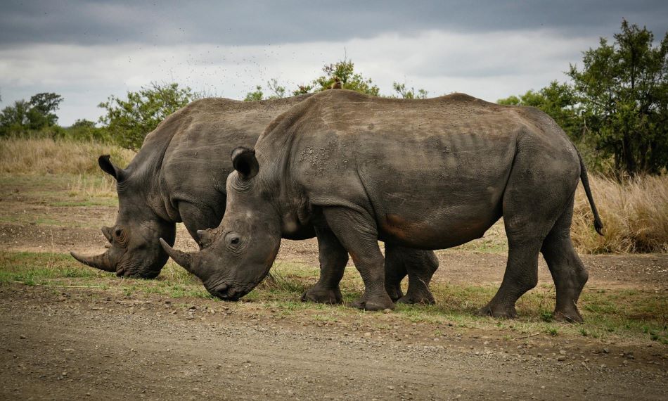 South African Outfitters: How They Contribute To Conservation