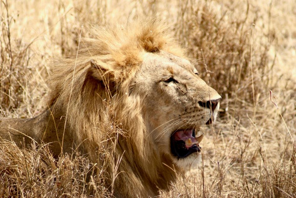 Tanzanian Bucket List Activities: Hunting The Big 5