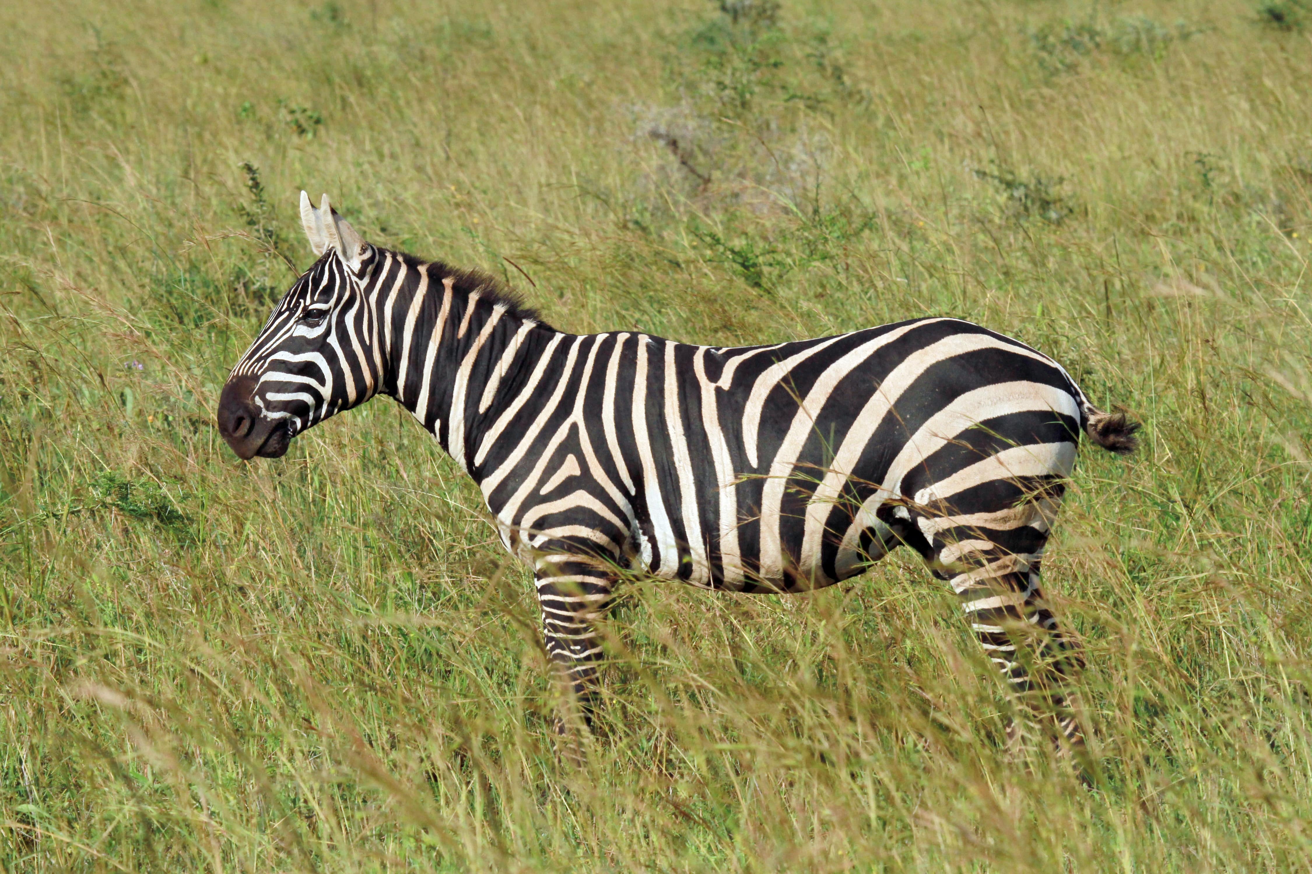 Targeting The Maneless Zebra On An African Hunt