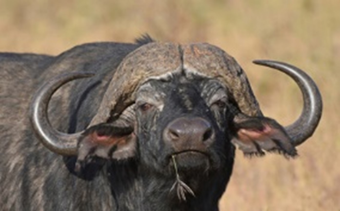 Facing Africa’s Black Death – A Trophy Hunt