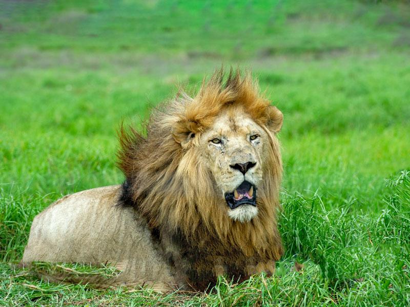 Balancing Ethical Lion Hunting In Africa