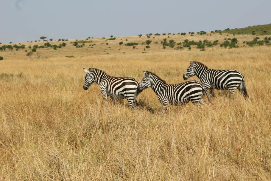 Game Hunting Safaris.Com: Where Dreams Meet Adventures