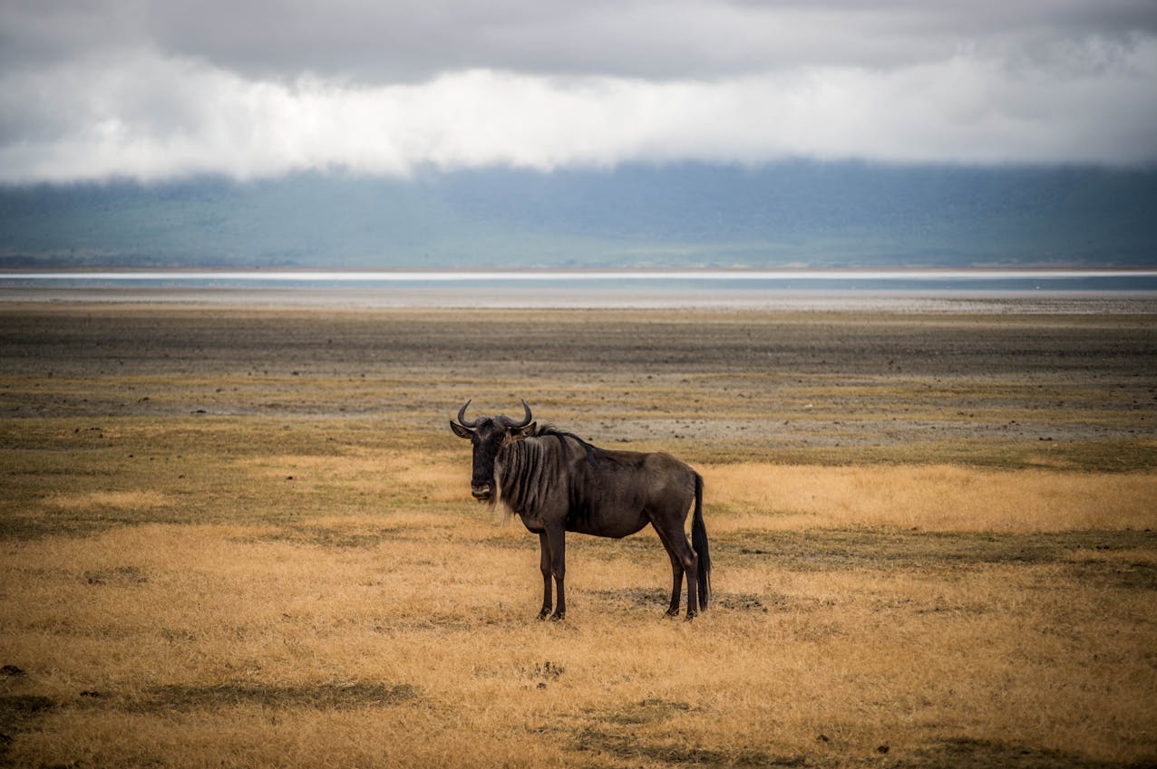 Planning The Perfect Tanzania Hunting Safari
