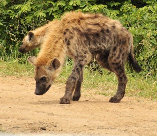 How Much Does A Hyena Cost In South Africa? Complete Guide To Safari Hunting Prices