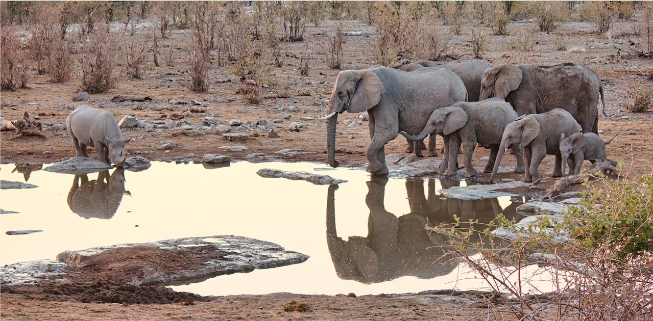 What Makes Hunting In Namibia Unique? Five Good Reasons To Visit