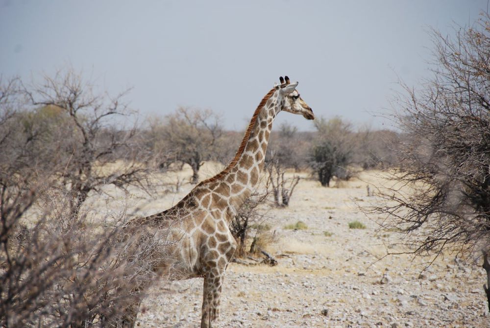South African Outfitters: Your Guides To Incredible Safaris