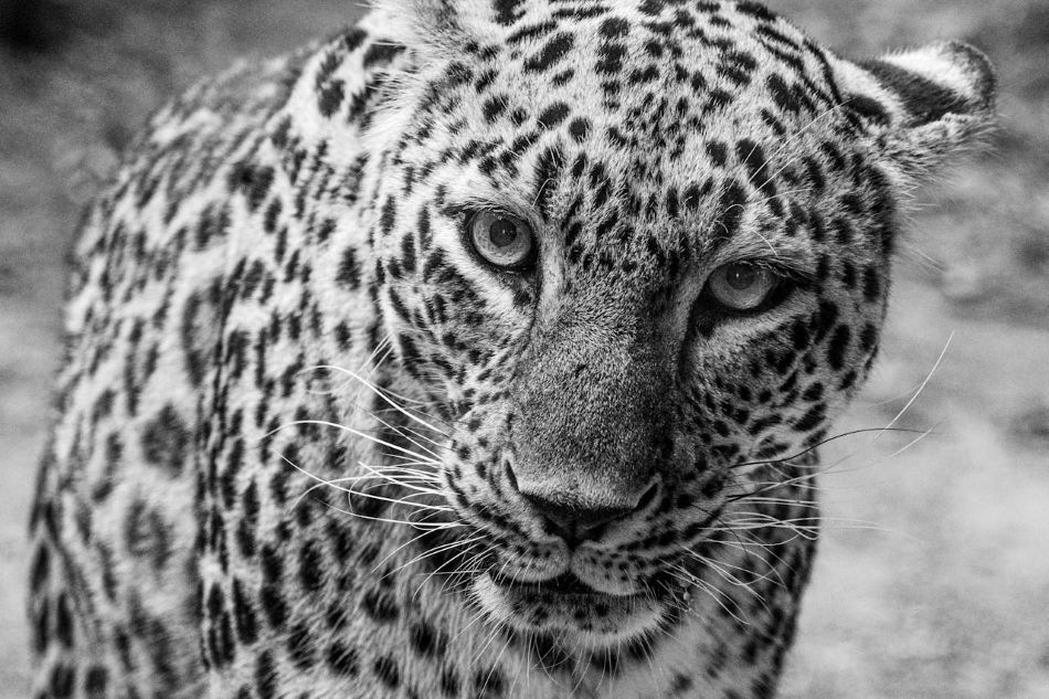 Stalking After Hours: Dangerous Game Hunting At Night
