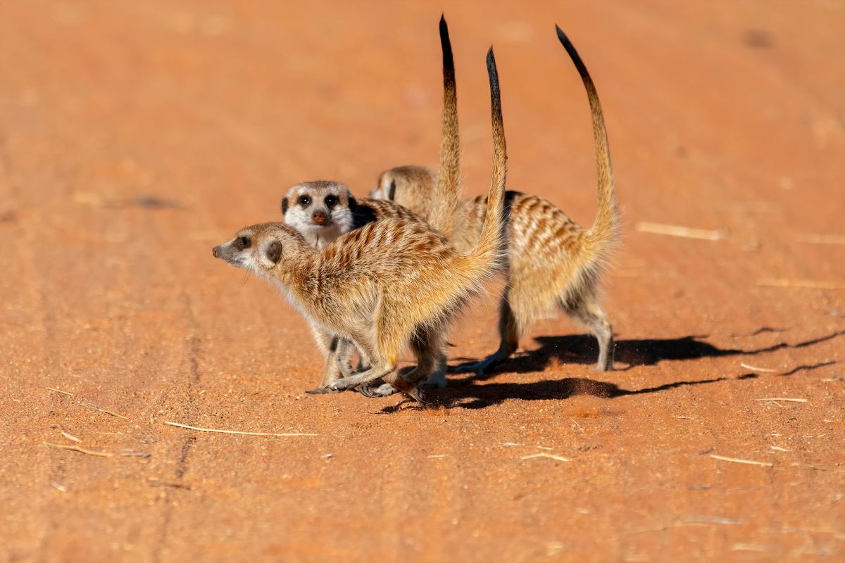 Targeting Africa’s Shy 5 during An African Hunting Safari