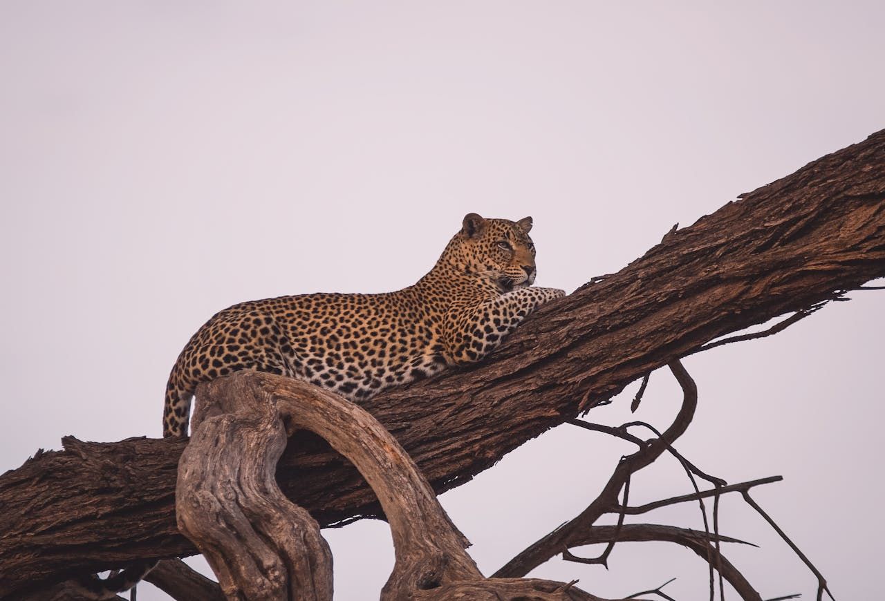 Living In the Shadows: Leopard Hunts In Africa