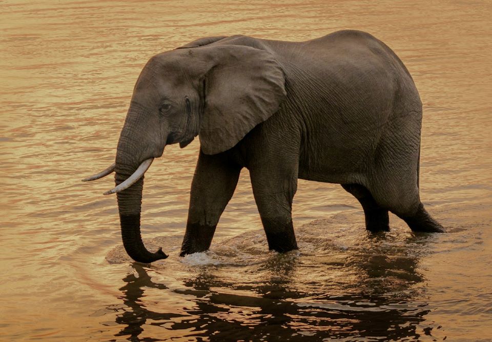From Desert To Delta: Big Game Hunting In Botswana