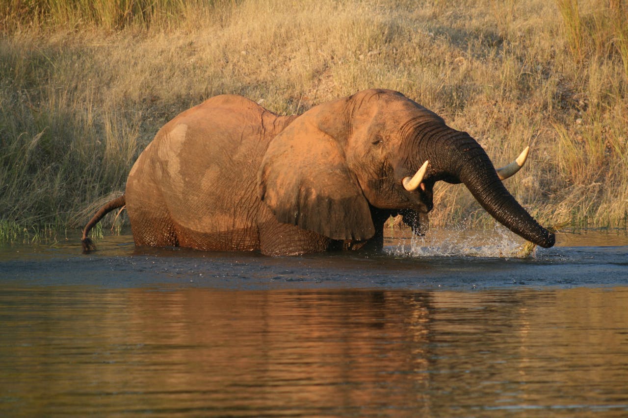 Hunting in Zimbabwe: Hunting Elephant in the Save Valley  