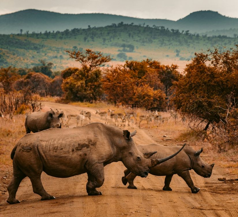 Big Game Hunting in Namibia: Targeting The Big 5