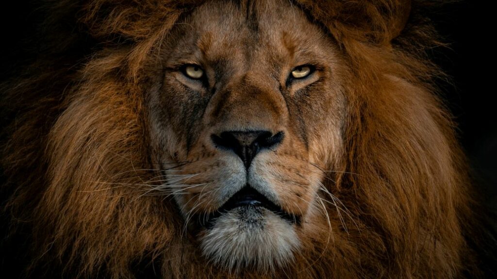 How Hunting Lion In Africa Is Not Only For Hunting Safaris