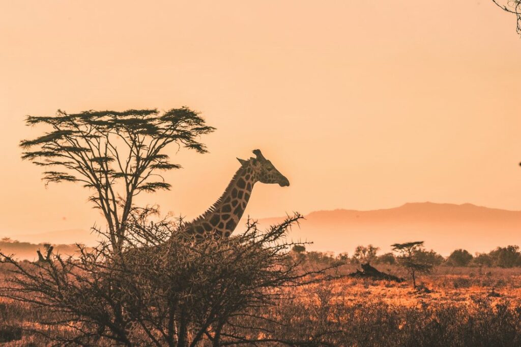Hunting In Africa: Seasons, Species And Destinations