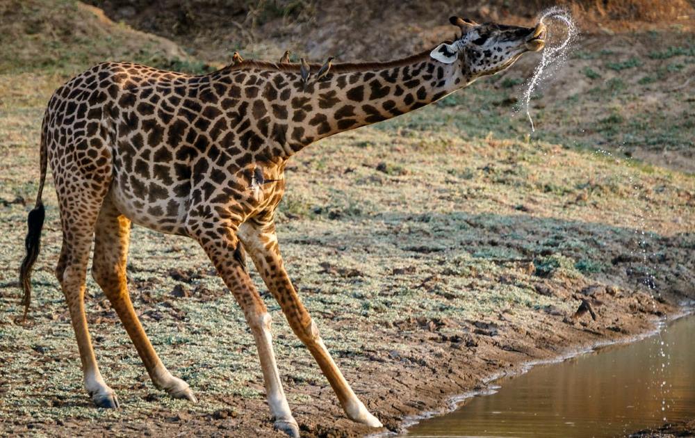 The A-Z of Zambia Hunting Safaris