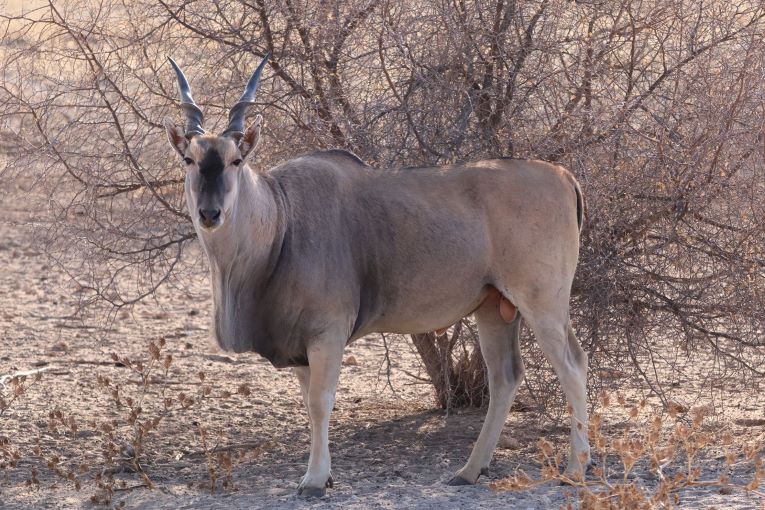 Eland Hunting in South Africa: A Lifetime of Memories