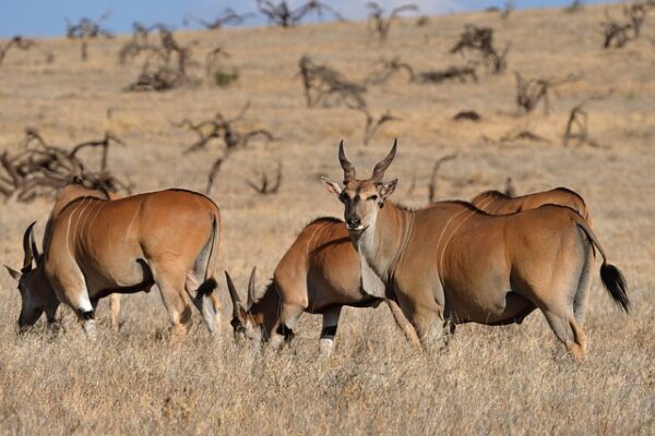 Plains Game Hunting In Africa