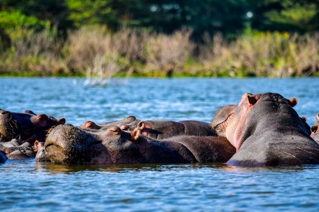 Big Game Hunting In Mozambique