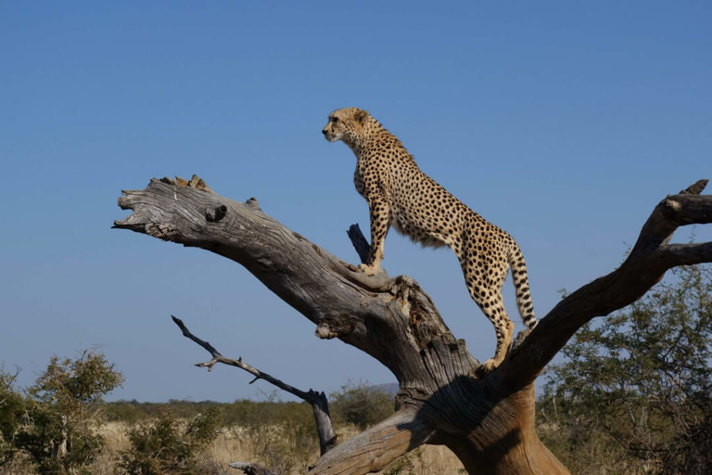 Big Game Hunting In Namibia