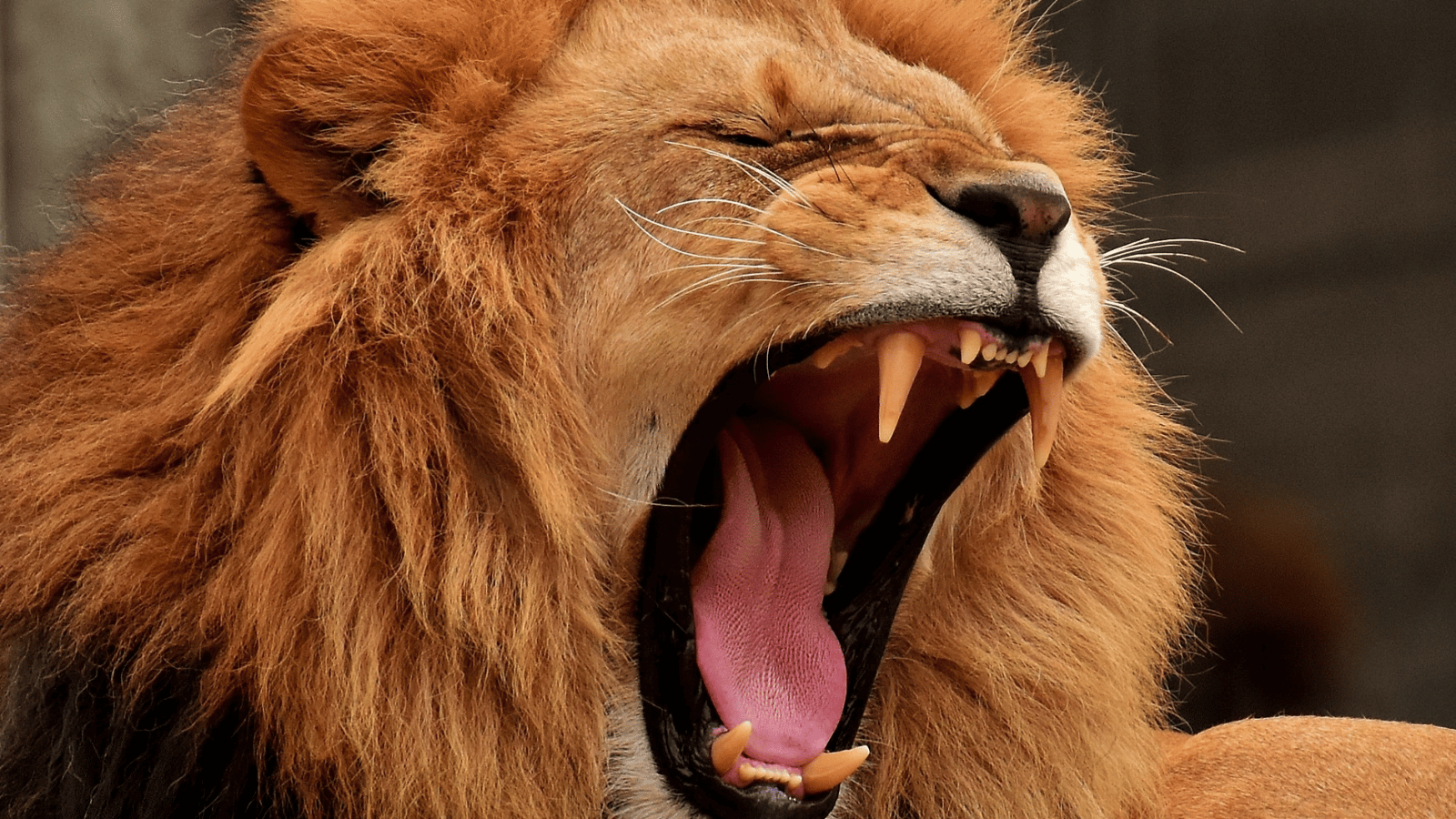 Big Game Hunting Trips: U.S. Hunter’s Guide to Africa and Beyond