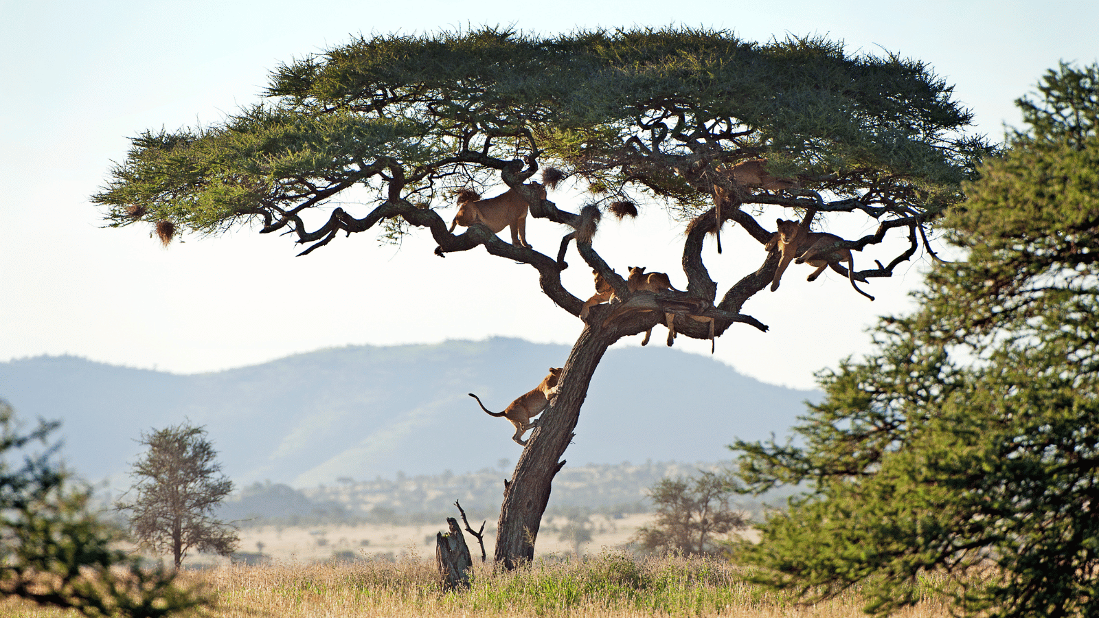 Hunting in Tanzania: U.S. Hunter’s Complete Guide