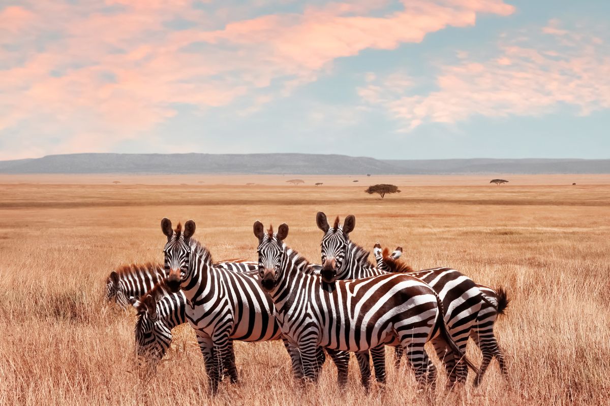 Zebra Hunts