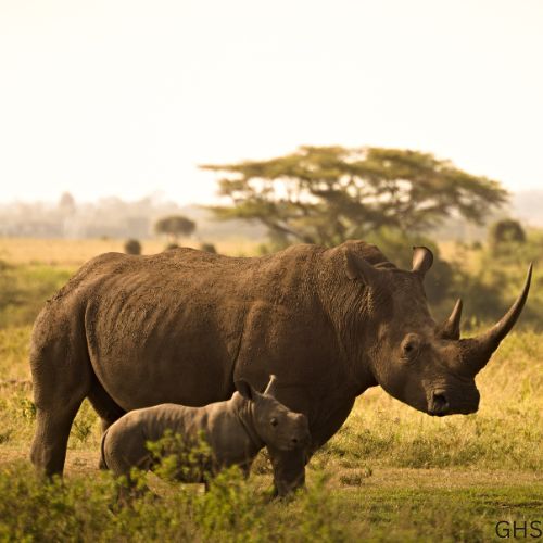 Guidelines and Rules to Follow for Rhino Hunts