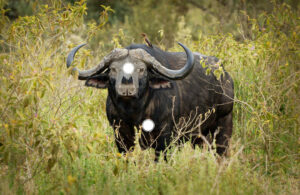 Shot Placement on Cape Buffalo - Front View