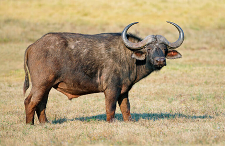 AFRICAN GAME ANIMALS LIST WITH PICTURES visual data 5