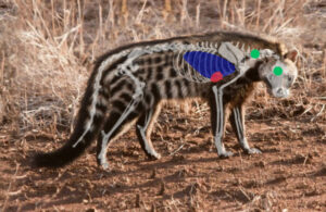 Civet Side View Shot Placement