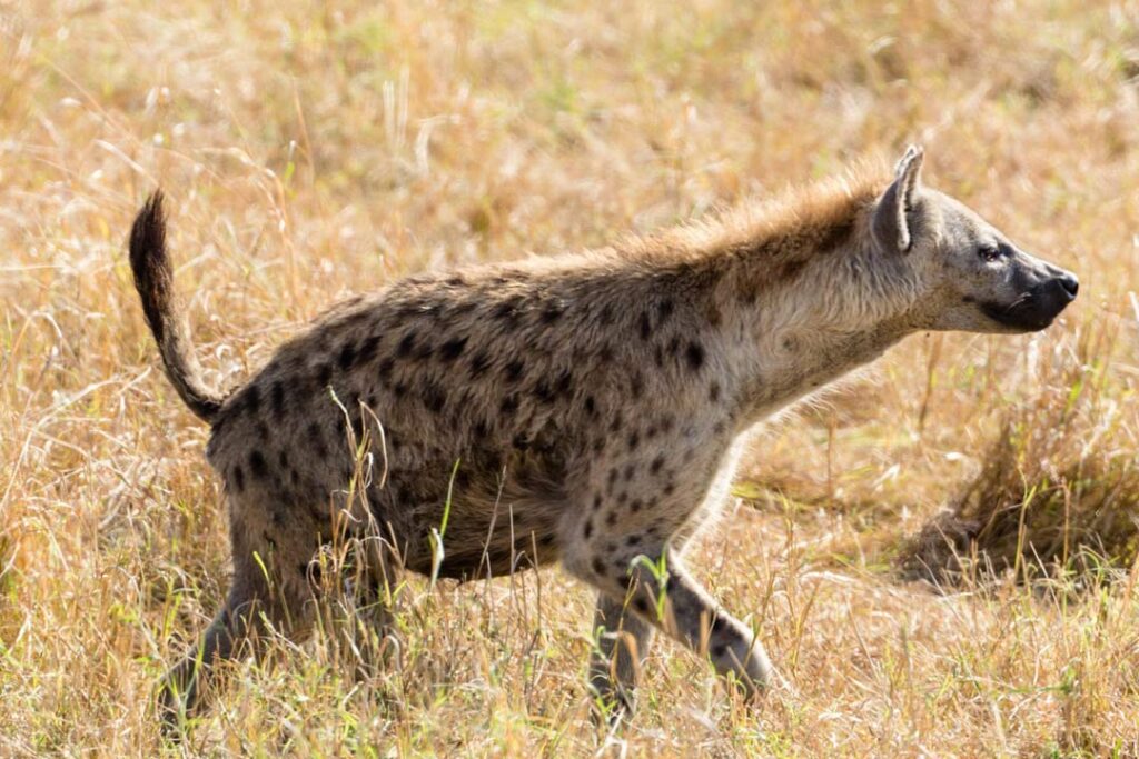Hunting Hyena in Africa - Specialty Game Hunting