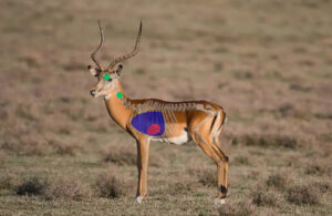 Impala Shot Placement 