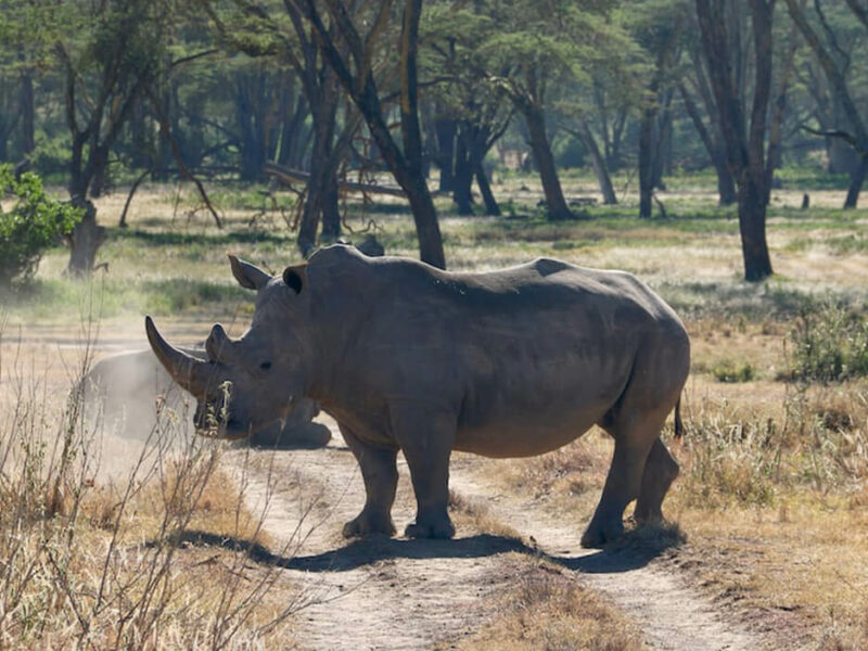 Rhino Side View