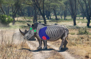 Rhino Side View Shot Placement