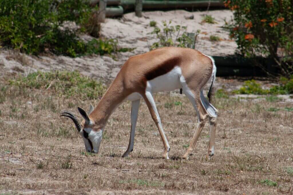 African hunts in the Kalahari Desert are best undertaken between April and September