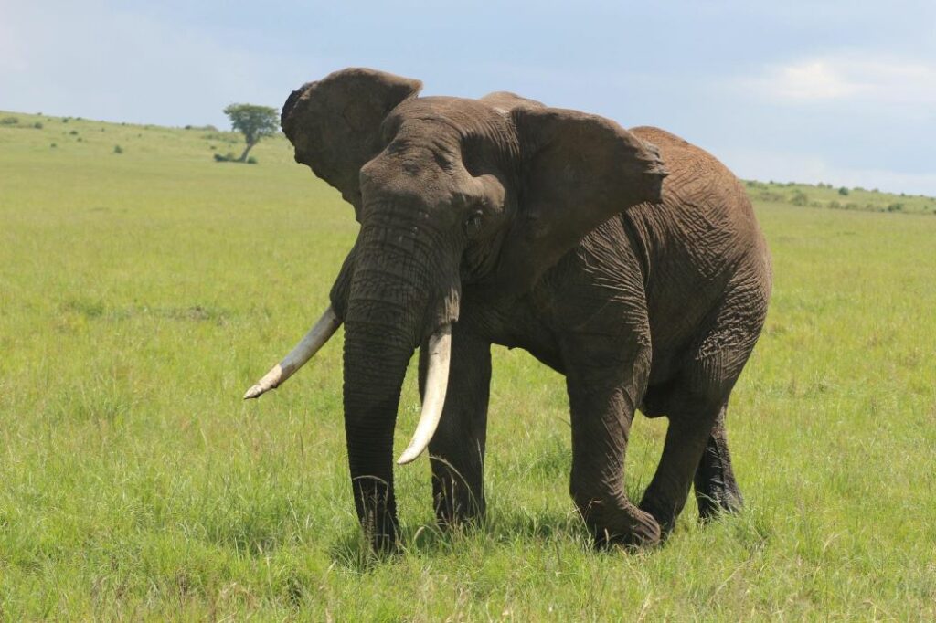 Lone elephant standing in savanna