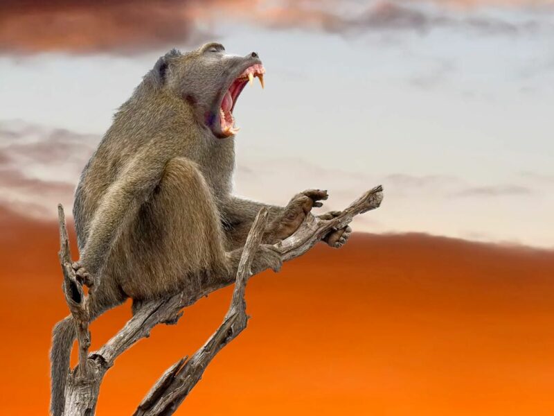 Baboon