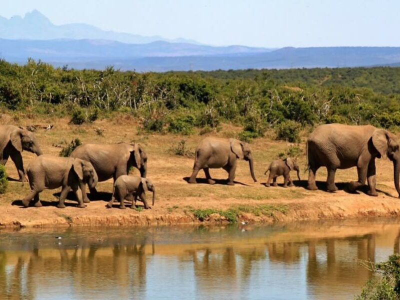 Elephants are part of the big 5 and dangerous 7