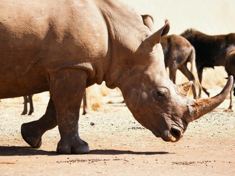 Rhino, side view