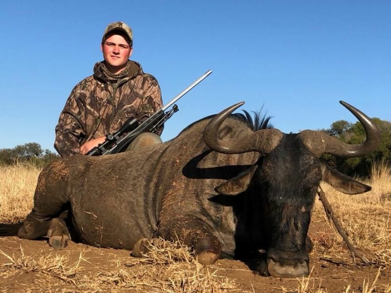 Wildebeest